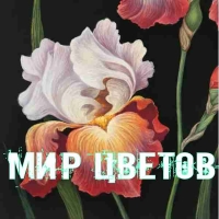 МИР ЦВЕТОВ